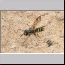 Cerceris arenaria - Grabwespe w01 12mm.jpg